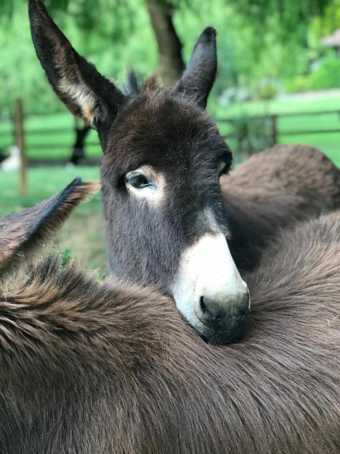 Вілла Agroturismo Anziola Оярсун Екстер'єр фото